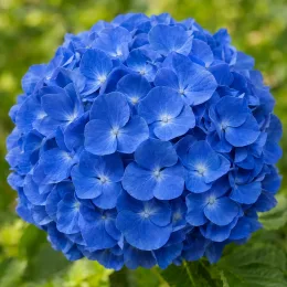 Hortensia 'Adria' (Hydrangea macrophylla) — gros plan sur une grosse boule de fleurs bleues · Photo d'illustration