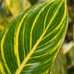 Canna — gros plan sur grande feuille panachée · Photo d'illustration