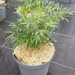 Oranger du mexique 'Scented gem' (Choisya ternata) — jeune arbuste en pot sur sol de pépinière · Pot 3L Touffe