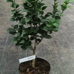 Citron vert 'Mexicana' (Citrus aurantifolia) — petit arbuste sur tige en pot noir · Pot 5L Tige