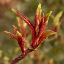 Pseudowintera (Pseudowintera colorata) — jeunes pousses rouges aux feuilles naissantes · Photo d'illustration