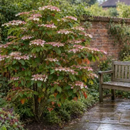 Viorne de chine 'Pink beauty' (Viburnum plicatum) — arbuste fleuri près d’un banc dans un jardin · Photo d'illustration