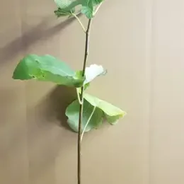 Figuier 'Precoce de dalmatie' (Ficus carica) — jeune arbuste élancé en pot de culture · Pot 1.5L