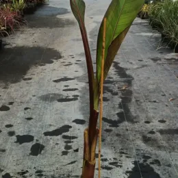 Bananier japonais 'Maurelli' (Musa) — jeune plant dressé en pot de culture · Pot 6L
