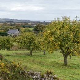Pommier 'Mamula' (Malus domestica) — rang d'arbres fruitiers dans un pré vallonné · Photo d'illustration
