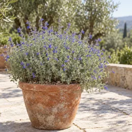 Sauge 'Chamaedryoides' (Salvia) — touffe arrondie de petites fleurs bleues en pot · Photo d'illustration