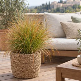 Laîche (Carex testacea) — touffe de graminée en pot tressé sur terrasse · Photo d'illustration