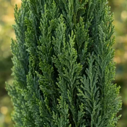 Cyprès d'italie 'Pyramidalis' (Cupressocyparis leylandii) — gros plan sur feuillage dense et dressé