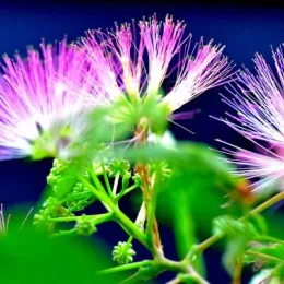Albizia