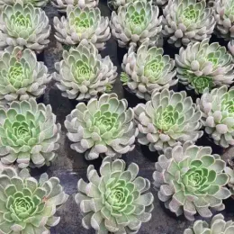 Echeveria 'Mira' — rangées de rosettes succulentes vertes en pépinière · Pot 2.5L