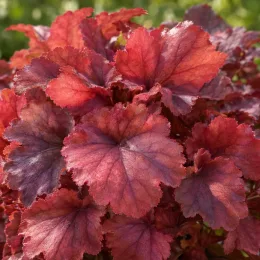 Heuchère 'Eternal fire' (Heuchera) — feuillage dense aux larges feuilles rouges