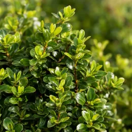 Chèvrefeuille nain 'Garden clouds green breeze' (Lonicera nitida) — gros plan sur un feuillage dense et luisant · Photo d'illustration