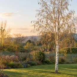 Bouleau de l'himalaya 'Doorenbos' (Betula utilis) — arbre élancé au tronc clair dans un jardin · Photo d'illustration