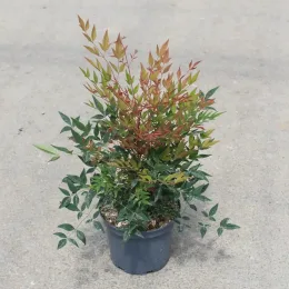 Bambou sacré 'Gulfstream' (Nandina domestica) — jeune arbuste en pot au feuillage bicolore · Pot 3L