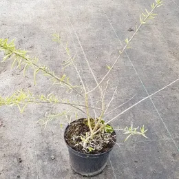 Verveine menthe d'argentine (Aloysia polystachya) — jeune plant clairsemé en pot de pépinière · Pot 2.5L