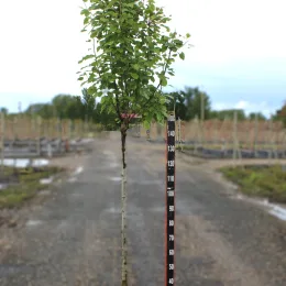 Poirier 'Delbard exquise' (Pyrus communis) — jeune arbre à tige droite en pépinière extérieure · Pot 15L 1/2 tige