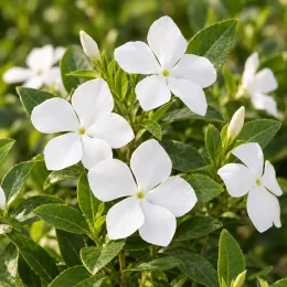 Petite pervenche 'Alba' (Vinca minor) — fleurs blanches ouvertes et boutons floraux sur feuillage · Photo d'illustration