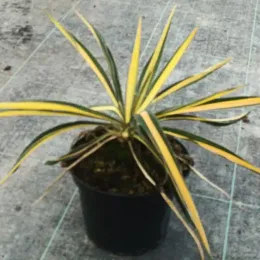 Yucca 'Color guard' (Yucca filamentosa) — plante graphique à longues feuilles panachées en pot · Pot 2.5L