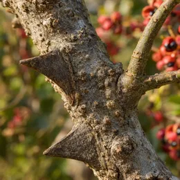 Poivrier de sansho (Zanthoxylum schinifolium) — gros plan sur tronc épineux et baies