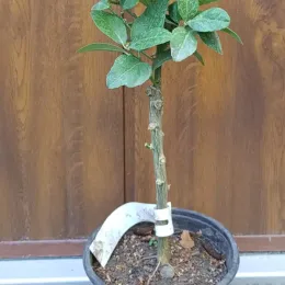 Citron vert 'Mexicana' (Citrus aurantifolia) — jeune arbuste greffé en pot de culture · Pot 1.5L Tige