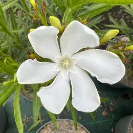 Laurier rose 'Neguev' (Nerium oleander) — gros plan sur une grande fleur blanche