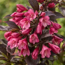 Weigelia 'Nana purpurea' (Weigela floribunda) — gros plan de clochettes florales roses et feuillage sombre