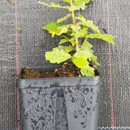 Chêne pédonculé (Quercus) — jeune plant feuillu dans pot plastique · Godet