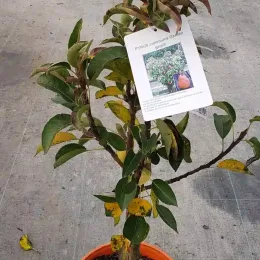 Poirier 'Garden gem' (Pyrus communis) — jeune arbre fruitier en pot orange sur dalle · Pot 6L