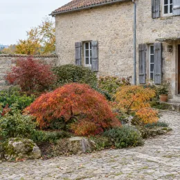 Érable 'Dissectum' (Acer palmatum) — arbuste au feuillage fin devant maison en pierre · Photo d'illustration
