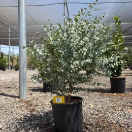 Eucalyptus à feuilles rondes 'Azura' (Eucalyptus gunnii) — arbuste au feuillage rond argenté en pépinière · Pot 5L