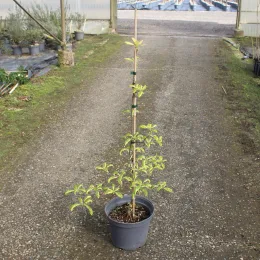 Cornouiller discuté 'Variegata' (Cornus controversa) — jeune arbuste dressé en pot de pépinière · Pot 7.5L
