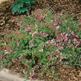 Abélia 'Edward goucher' (Abelia) — arbuste bas couvert de petites fleurs roses