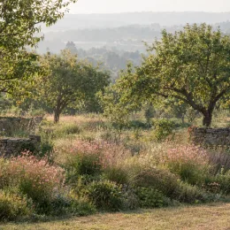 Gaura 'Rose' (Gaura lindheimeri) — massif de fleurs roses vaporeuses au verger · Photo d'illustration