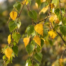Bouleau verruqueux (Betula alba) — branches avec feuilles vertes et jaunes