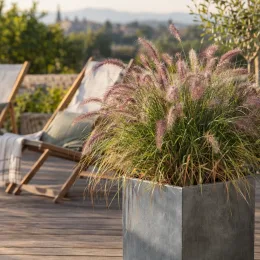 Herbe aux écouvillons 'Karley rose' (Pennisetum orientale) — touffe de graminée en bac gris sur terrasse · Photo d'illustration