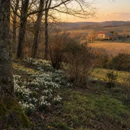 Perce-neige à fleur double naturalisable 'Flore pleno' (Galanthus nivalis) — massif de petites fleurs blanches sous des arbres