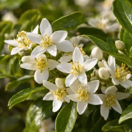 Oranger du mexique 'Greenfingers' (Choisya ternata) — grappes de petites fleurs blanches étoilées · Photo d'illustration
