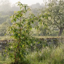 Ronce du yunnan (Rubus penduliflorus) — arbuste élancé aux petites fleurs claires retombantes · Photo d'illustration