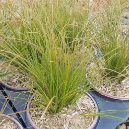 Laîche (Carex testacea) — touffe de graminée en pot de pépinière · Pot 3L Touffe