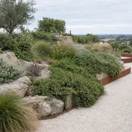 Muehlenbeckia, plante fil de fer ou wire vine 'Sealand compact' (Muehlenbeckia complexa) — couvre-sol retombant sur muret, massif de graviers · Photo d'illustration