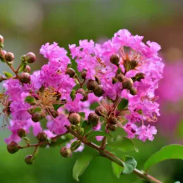 Lilas des Indes