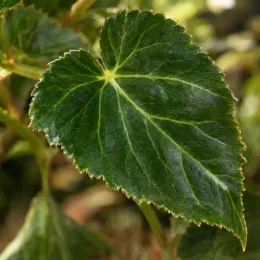 Bégonia retombant 'Cascade blanc' (Begonia) — gros plan sur une grande feuille vert foncé · Photo d'illustration