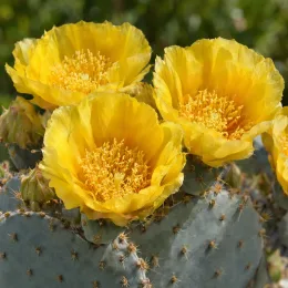 Cactée 'Golden carpet' (Opuntia basilaris) — gros plan sur grandes fleurs jaunes de cactée