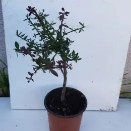Citronnier caviar 'Rose' (Citrus australasica) — jeune arbuste en tige dans pot plastique · Pot 1.5L Tige