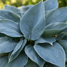 Hosta 'Halcyon' — large touffe de feuilles bleu vert superposées · Photo d'illustration