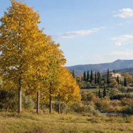 Pacanier des rivières (Carya cordiformis) — alignement d’arbres au feuillage jaune en campagne · Photo d'illustration