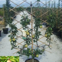 Poirier 'Beurre hardy' (Pyrus communis) — arbre fruitier palissé avec plusieurs fruits en pépinière · Pot 35L