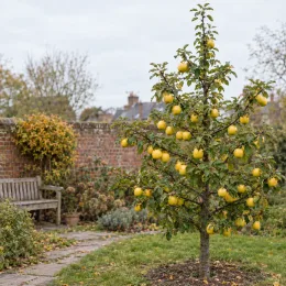 Pommier 'Goldrush delisdor' (Malus domestica) — petit arbre fruitier chargé de pommes jaunes