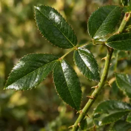 Rosier toujours vert (Rosa sempervirens) — gros plan sur tige épineuse et feuilles luisantes · Photo d'illustration