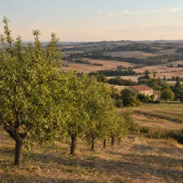 Amandier 'Tuono' (Prunus amygdalus) — rangée d'arbres fruitiers sur pente agricole ensoleillée